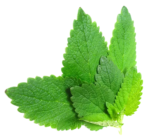 Melissa Leaf Essential Oil 2